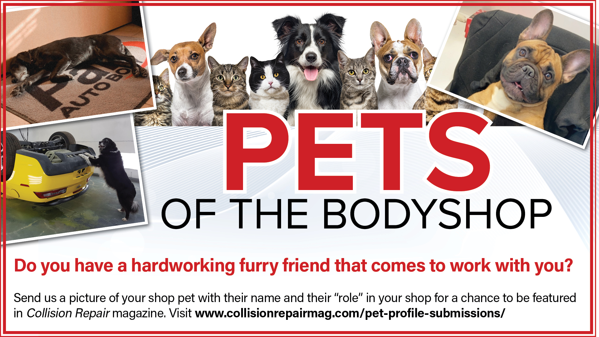 Pets Of The Body Shop1920x1080
