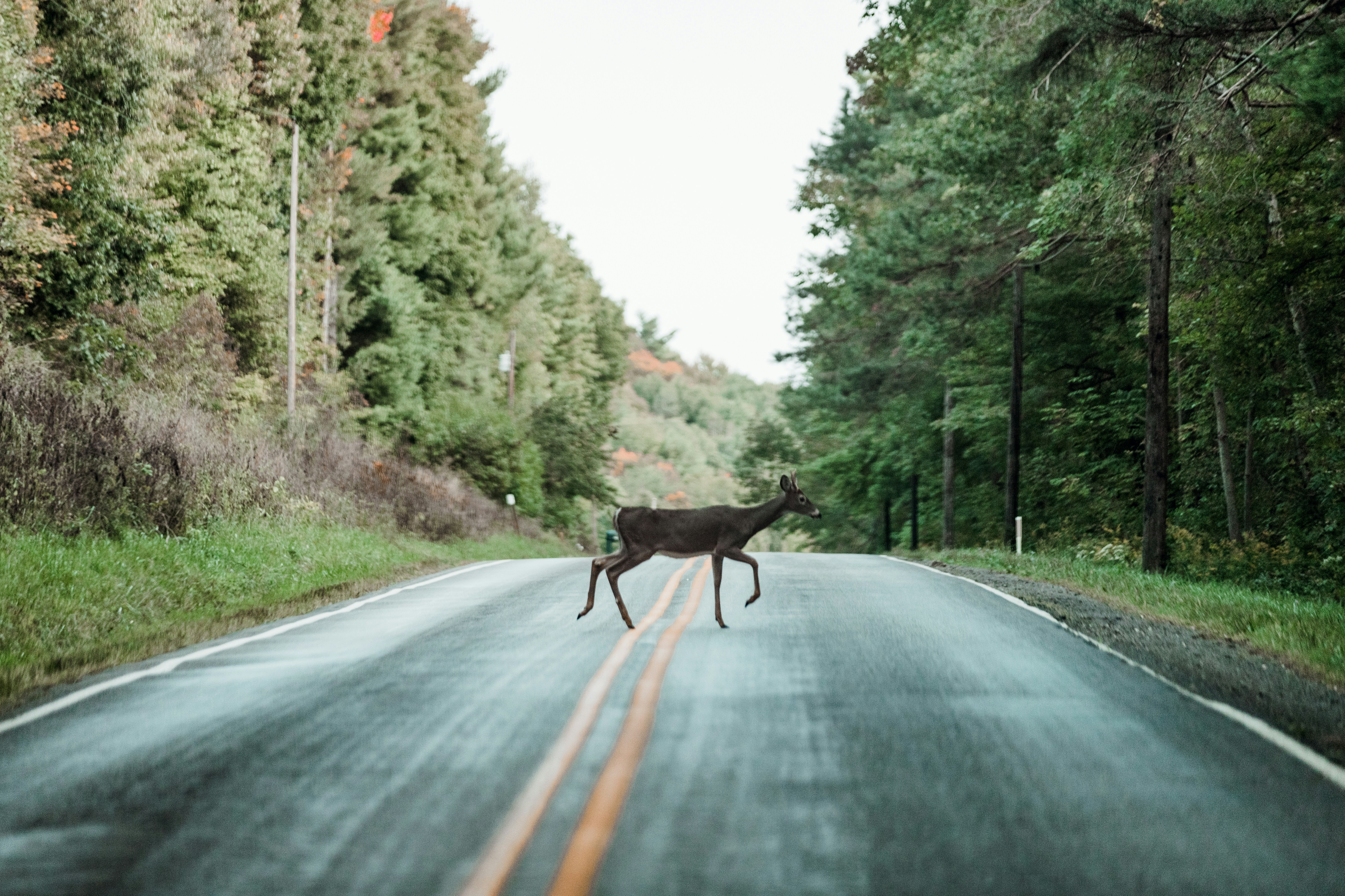 Donnie Rosie D Gj Kbqv E74s Unsplash